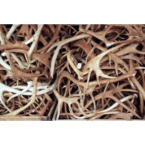Antlers